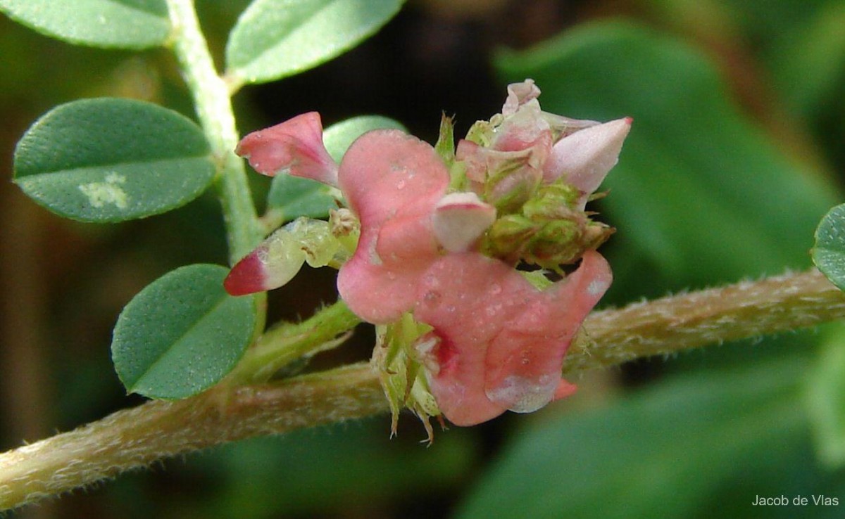 Indigofera linnaei Ali